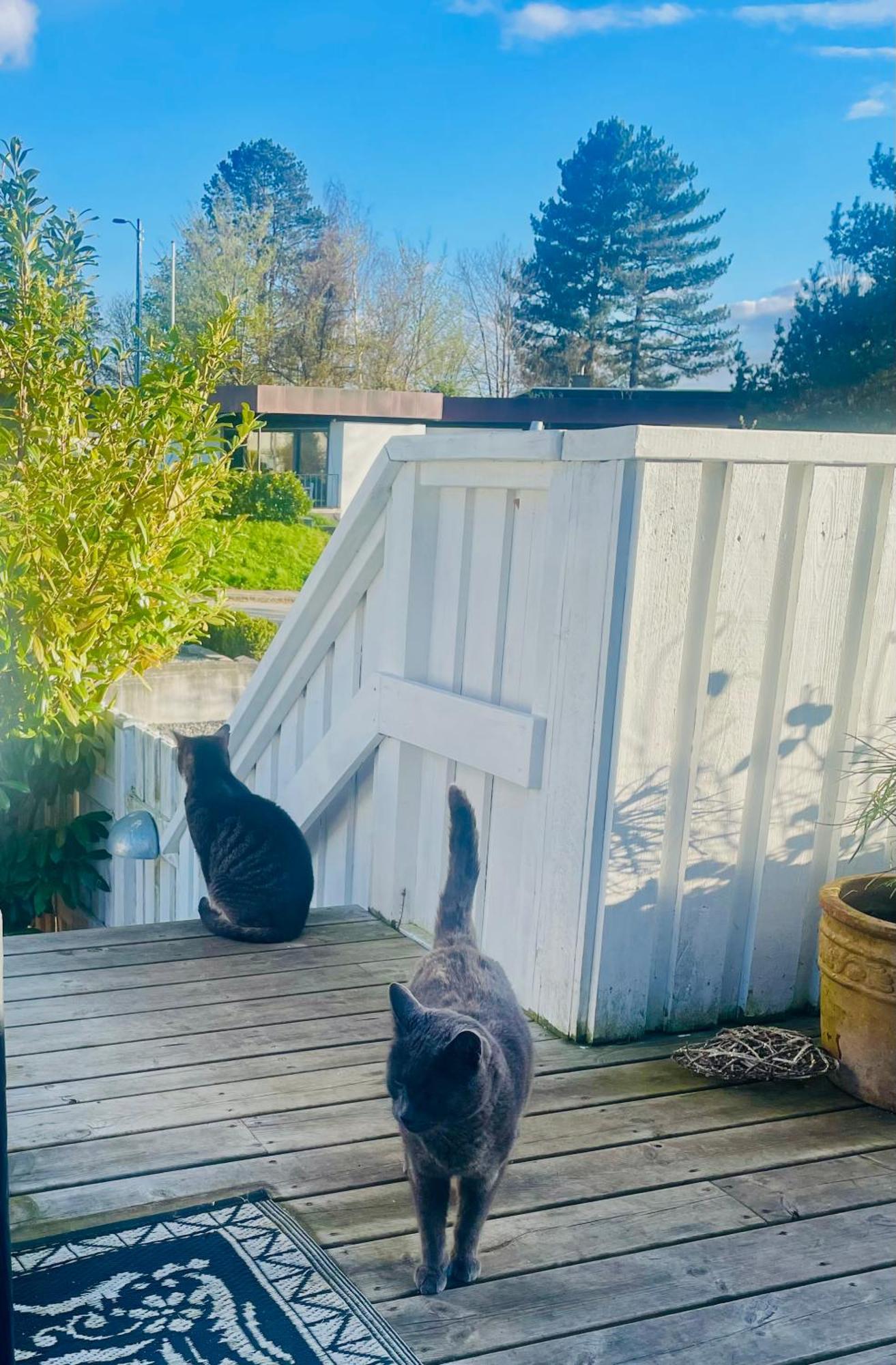 Espergærde Cool Familyhome Close To The Beach W Two Cuddly Cats מראה חיצוני תמונה