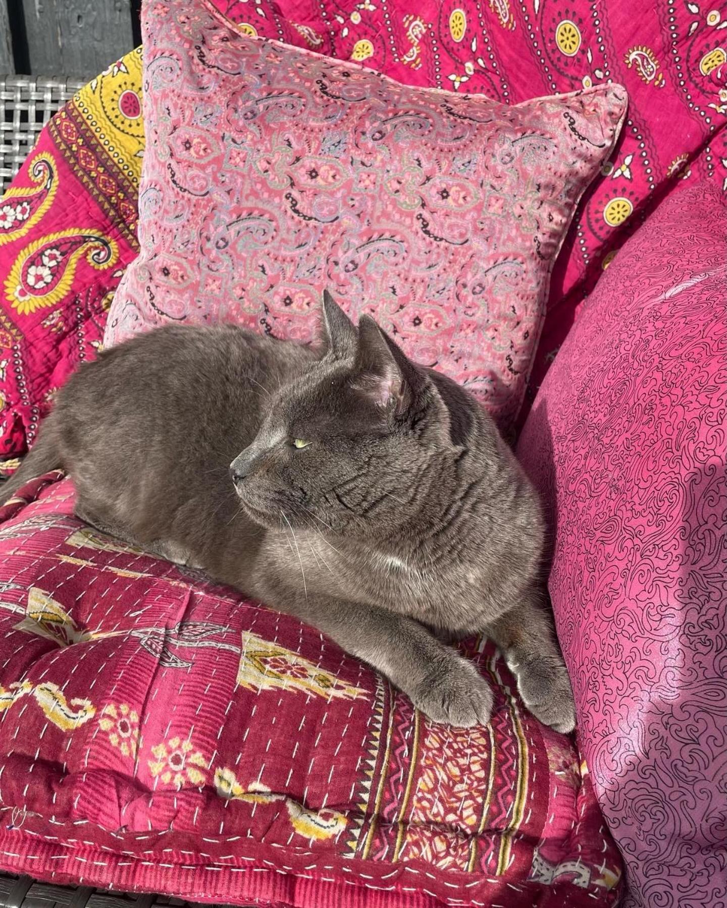 Espergærde Cool Familyhome Close To The Beach W Two Cuddly Cats מראה חיצוני תמונה